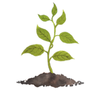 planta tierra entheos