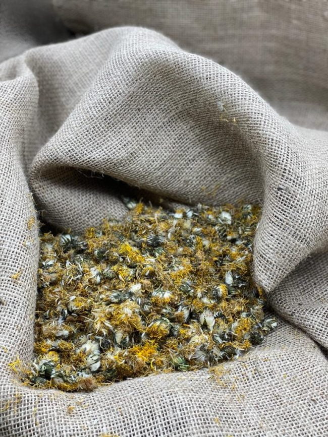 DIENTE DE LEÓN - 1KG