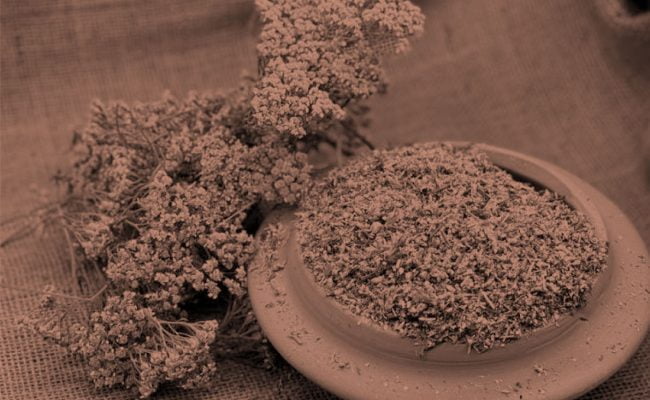 PLANTAS Y MINERALES