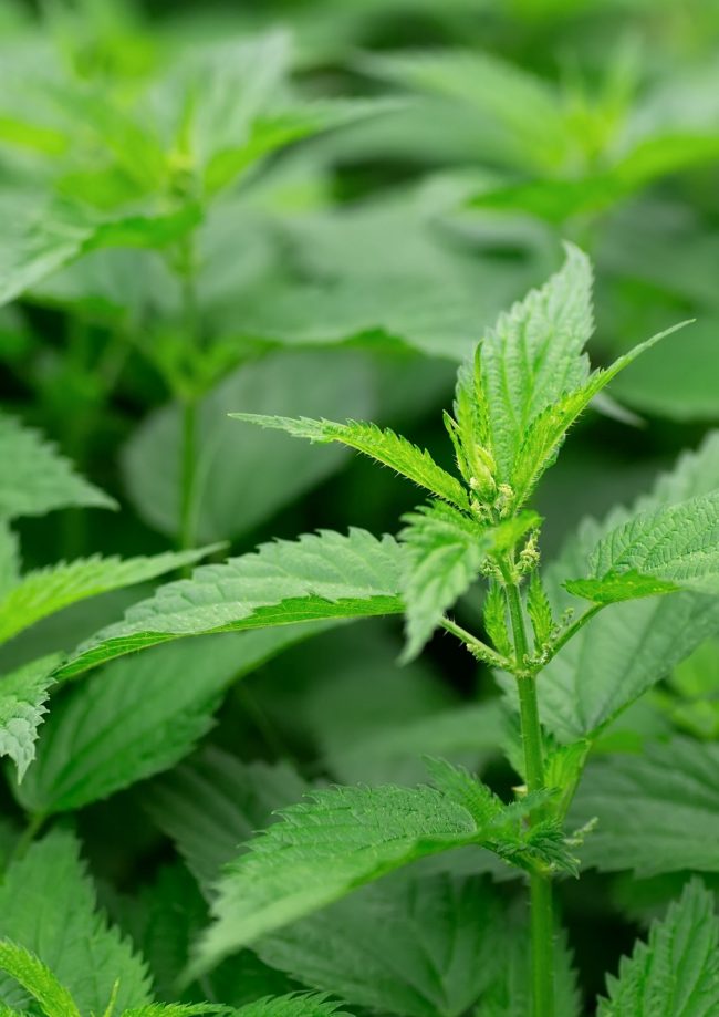 NETTLE (FRESH) - 1KG